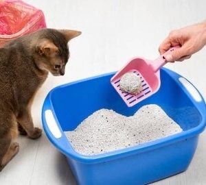 Arena para Gatos 15kg