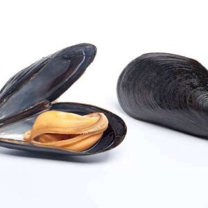 Mejillones con Concha 1lb - 40ud